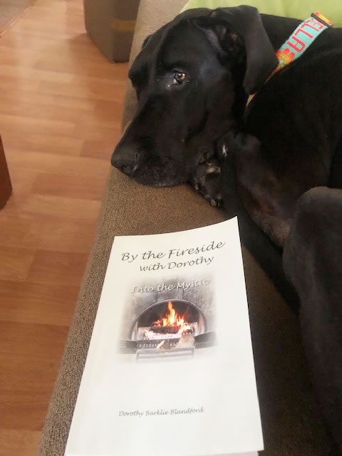 A Quiet Companion on a Rainy Day