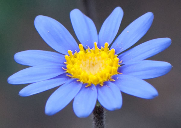 The Daisy that Dared to be Different!