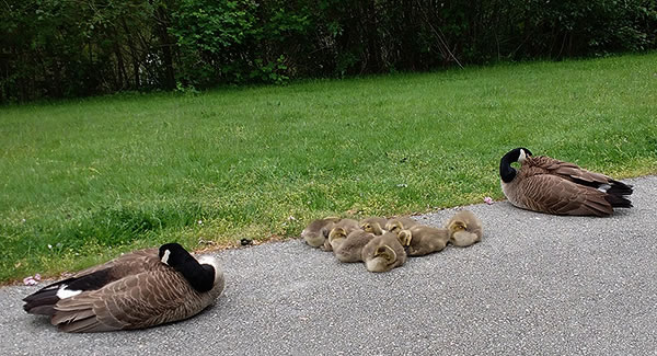 The Message of the Goslings